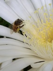 Las abejas y la polinización en Valle Verde, Tlalpan.